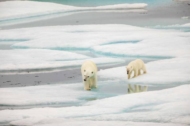 istock Adult polar bear walking with cub 1421683330