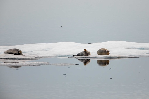 Bearded seals resting on ice floes in Beaufort Sea, Nunavut, Canada.