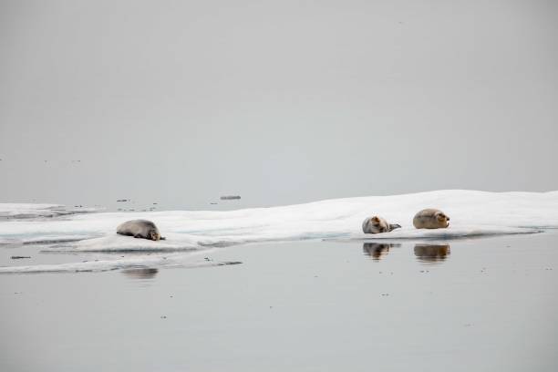 Bearded seals resting on ice floes stock photo