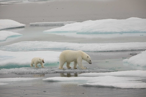 polar bear, Ursus maritimus, is a carnivorous bear native largely within the Arctic Circle encompassing the Arctic Ocean. Wrangel Island,  Chukotka Autonomous Okrug, Russia. Arctic Ocean. Mother and young cubs on the snow.
