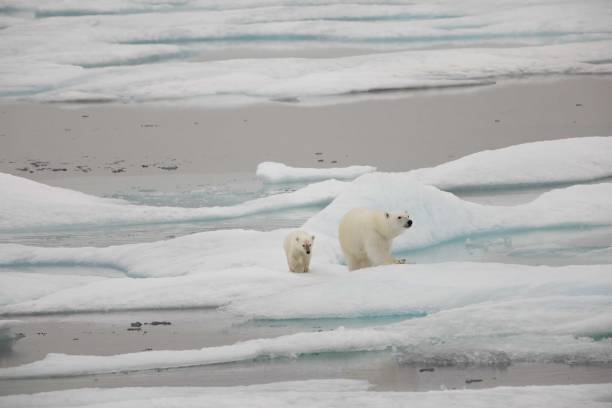 istock Polar bear and cub on melting ice 1421683618