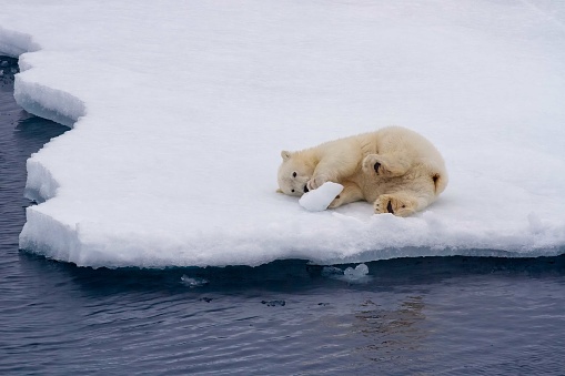 Young polar bear cub playing with block of ice in the Viscount Melville Sound, Nunavut, Canada high arctic polar region.