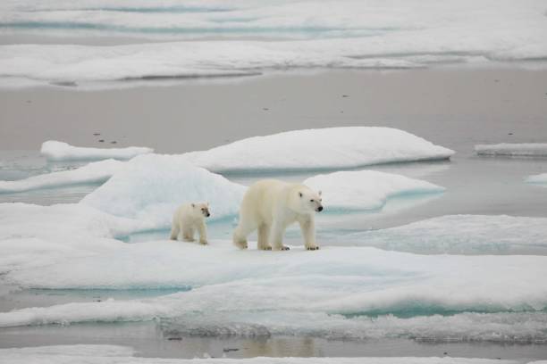 istock Polar bear mom and cub on ice 1421683659