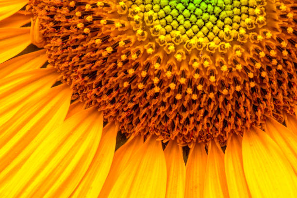 istock Sunflower. Flower close-up. Abstract natural background or pattern. 1421683846