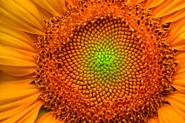 istock Sunflower. Flower close-up. Abstract natural background or pattern. 1421683850