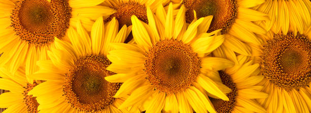 istock Blooming sunflower flowers. Texture. Abstract natural background. 1421683859