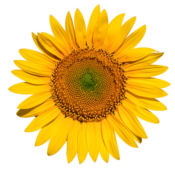 istock Sunflower flower on a white background close up. 1421683868