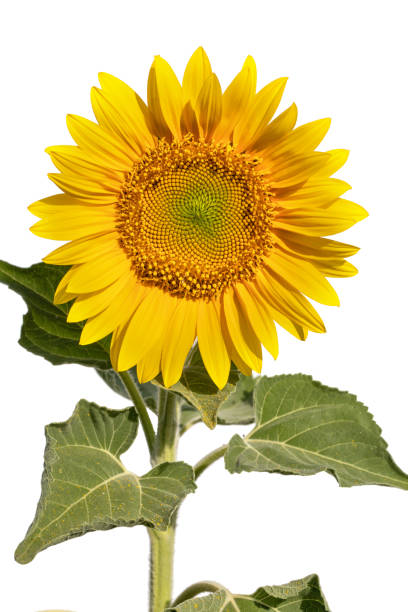 istock Sunflower flower on a white background close up. 1421683924