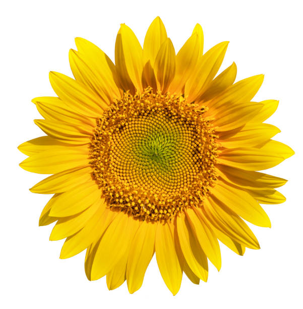 istock Sunflower flower on a white background close up. 1421683931