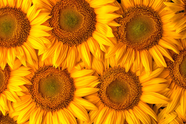 istock Blooming sunflower flowers. Texture. Abstract natural background. 1421683932
