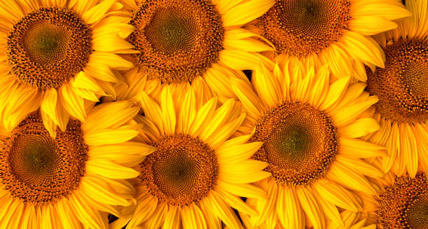 istock Blooming sunflower flowers. Texture. Abstract natural background. 1421683945