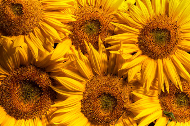 Blooming sunflower flowers. Texture. Abstract natural background.
