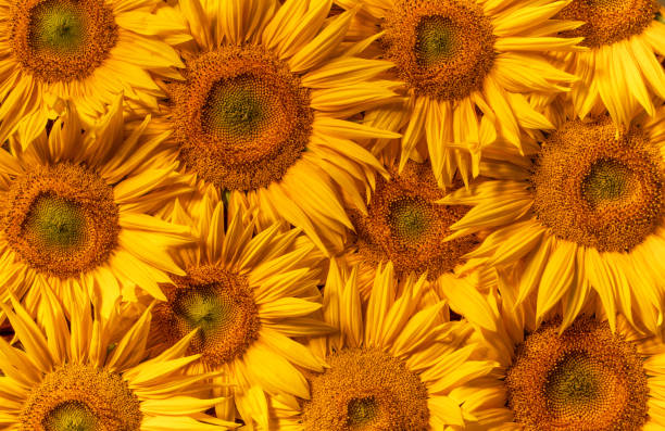 istock Blooming sunflower flowers. Texture. Abstract natural background. 1421683998
