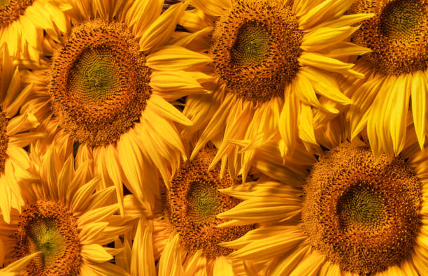 istock Blooming sunflower flowers. Texture. Abstract natural background. 1421684000