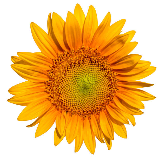 istock Bright yellow sunflower flower on a white background. 1421684055
