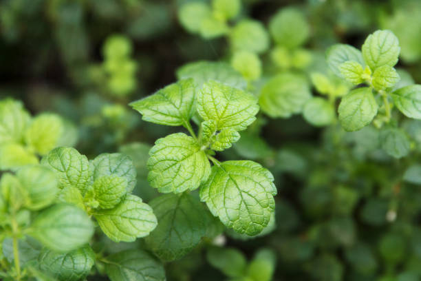 Medicinal balm, lemon mint is a medicinal, soothing plant that grows in a garden stock photo