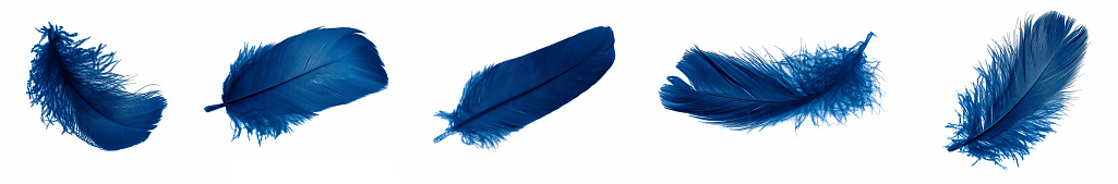 blue goose feathers on a white isolated background