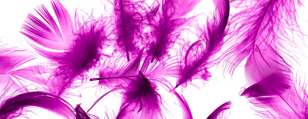 istock violet duck feathers on a white isolated background 1421685729