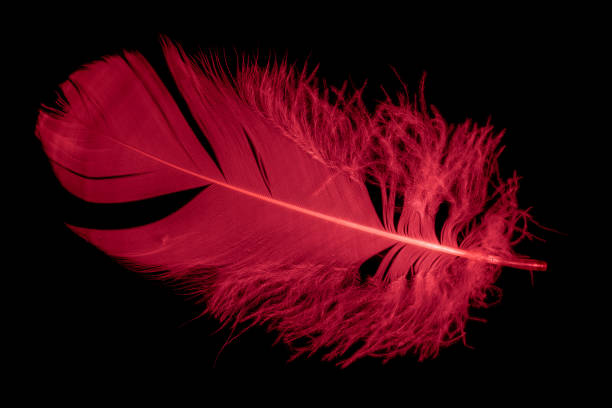 istock a red goose feather on a black isolated background 1421685797