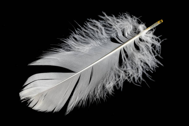 istock white feather of a goose on a black background 1421685906