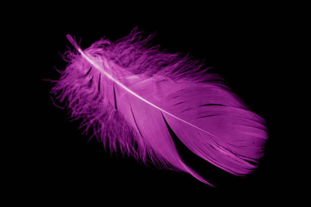istock violet feather goose on a black isolated background 1421685907