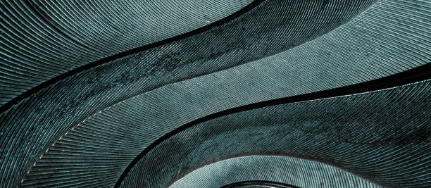 istock blue feather pigeon macro photo. texture or background 1421686194