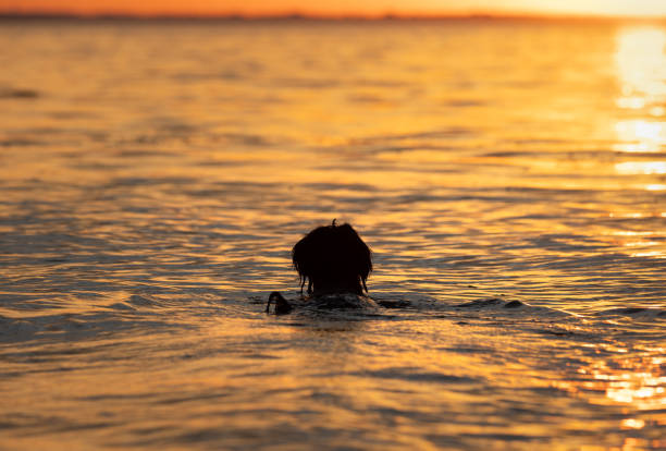 istock Dog swimming in water with sunset sky 1421688863