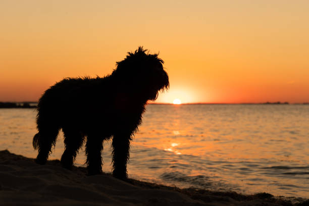 black labradoodle dog standing on sandy beach. backlit by sun with reflection on water. Colorful sunset sky. Greifswalder Bodden, Baltic Sea