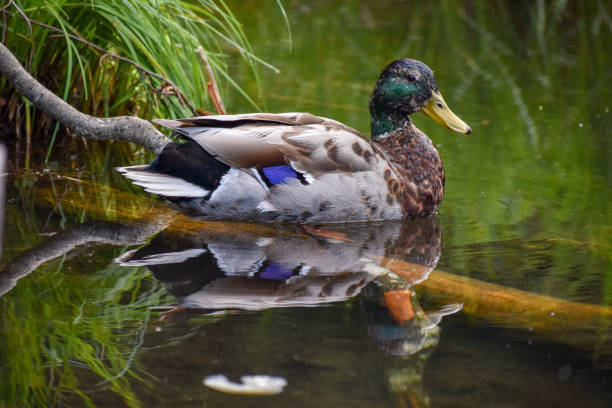 istock male mallard or wild duck (Anas platyrhynchos) 1421689130