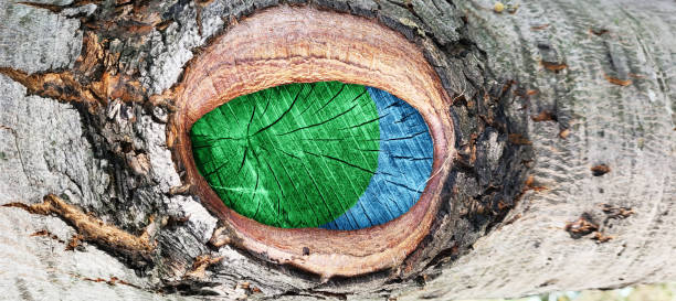 a cut of a tree branch, similar to an eye. old wooden surface, texture for the background. bark texture, tree trunk in the forest - ringside imagens e fotografias de stock