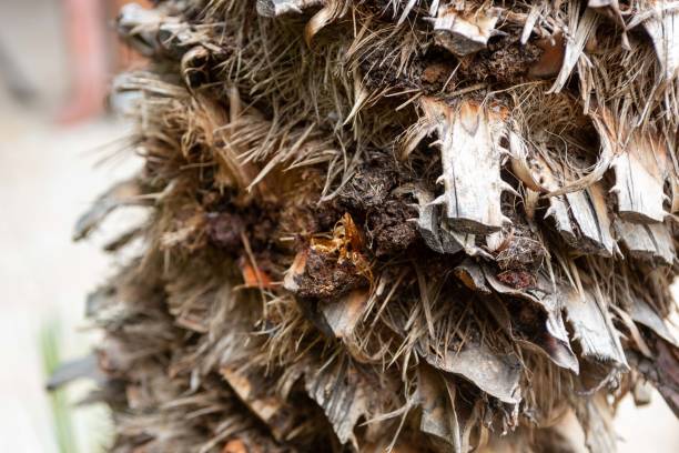istock butterfly shell native to Argentina called Paysandisia archon devouring palm trees left abandoned after taking flight 1421691342