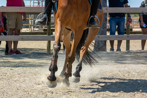 movement of the hooves that shake the ground at the equestrian school on blurred background