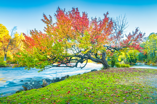 Lonely tree on a riverbank, Muskoka Lakes Region, Ontario, Canada.