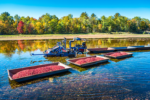 Cranberry harvest, cranberries being gathered in containers on a flooded cranberry field