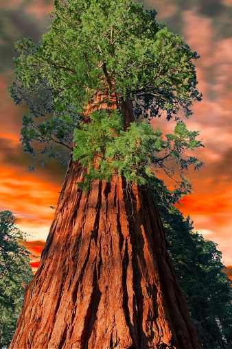 Fire danger in California a concept image of giant Sequoia and ominous red sky. Composite of a giant Sequoia tree with fire lit clouds in the background. Concept image of changing environment, wildfire behavior and national treasures with copy space.