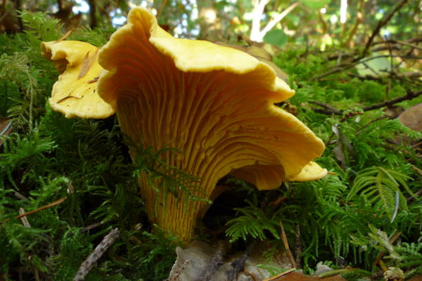 Chanterelle Mushroom in Forest Chanterelle edible mushroom in Oregon forest fungus gill stock pictures, royalty-free photos & images