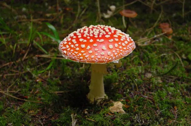 Toadstool Fliegenpilz Mushroom in Germany forest