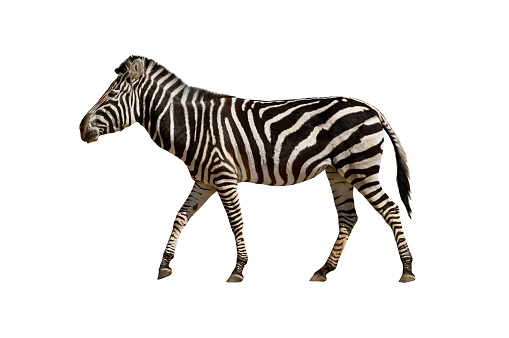 Zebra is coming isolated on white background