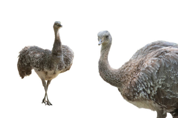 ostrich (rhea pennat)  isolated on white background