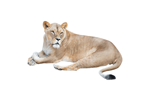 lioness lies isolated on white background