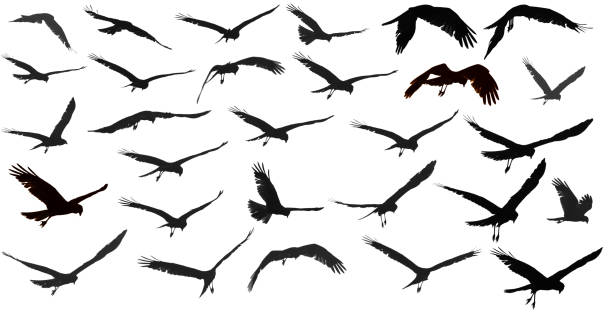 silhouette d’un oiseau sur fond blanc collection - coupe en dégradé photos et images de collection