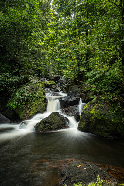 амазонский водопад - 4825 стоковые фото и изображения