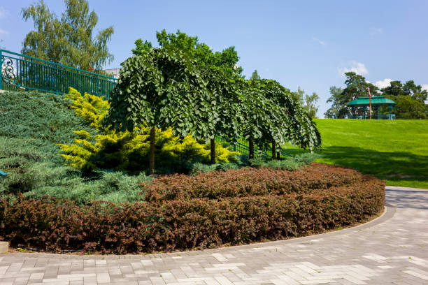 Landscape park with green bushes along a walking path