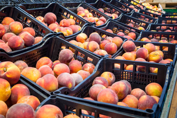 fresh peaches in boxes on the counter