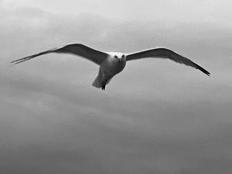Seagull hovering, English Channel crossing by boat. Live Photo.