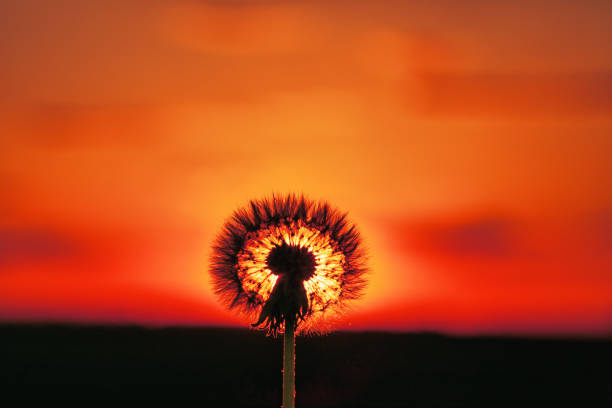 Dandelion on the background of the sun. Sunset, high contrast.