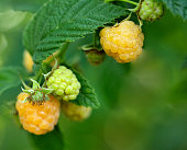 Yellow juicy raspberry on a branch. close up