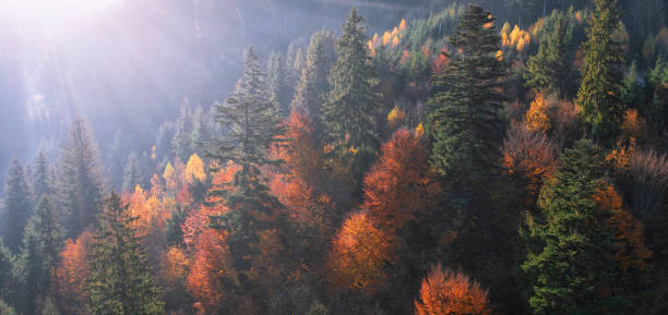 istock Bright colorful autumn forest and meadow at dawn. Drone view 1421699752