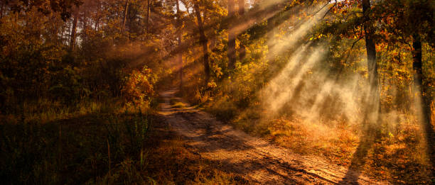 istock Railway autumn forest dawn view from a height 1421699817