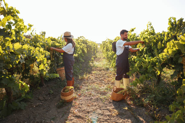Happy couple of farmers picking grapes from their vineyard Grape harvest. Happy young couple in vineyard picking up and eating grapes the farmer and his wife pictures stock pictures, royalty-free photos & images
